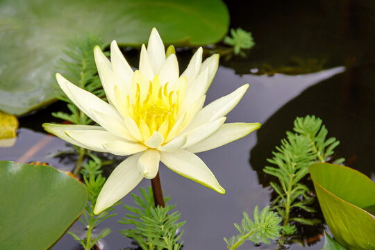 揭秘羊六合彩彩票特码：中奖不是梦，品牌助你飞！